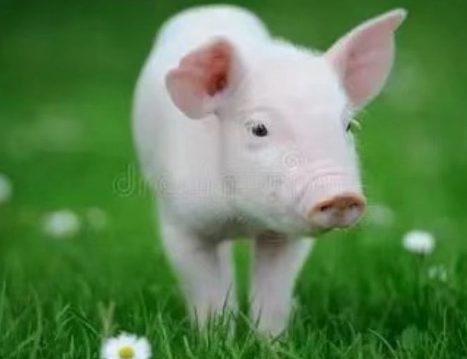 保育仔猪增重的改进措施