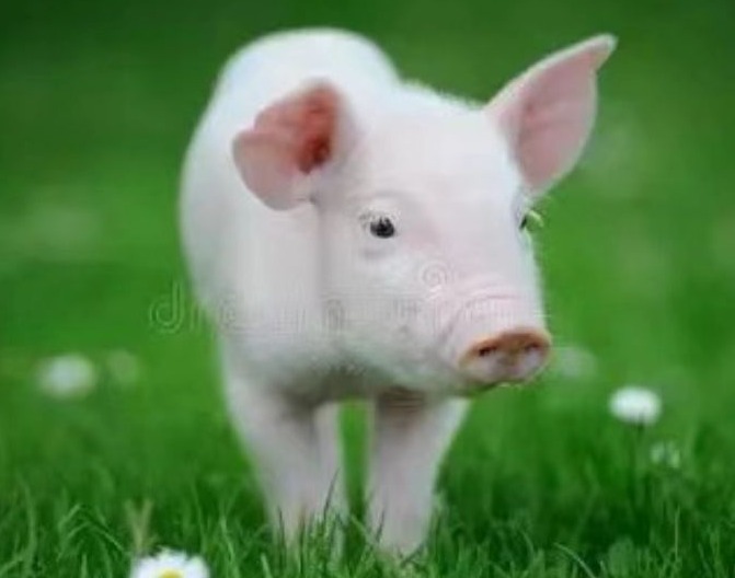 母猪胃溃疡的病因、症状及治疗方法