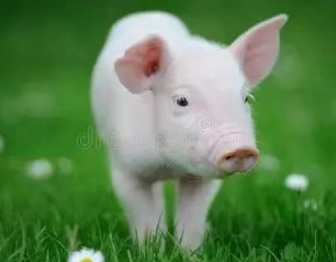 猪传染性胸膜肺炎的有效防治