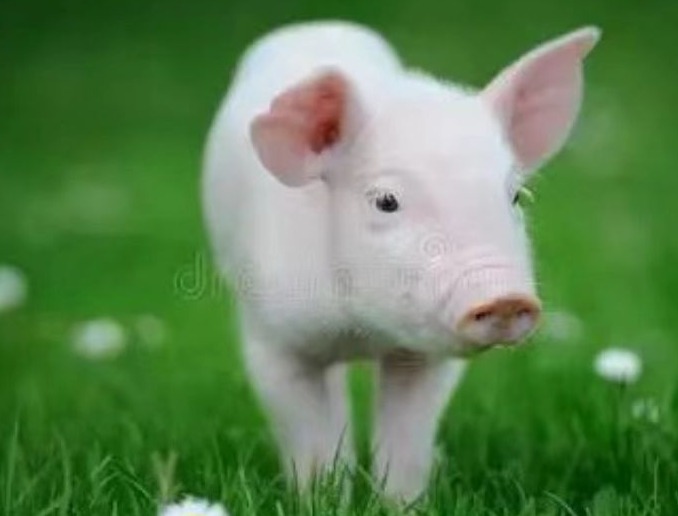 母猪胀气如何救治