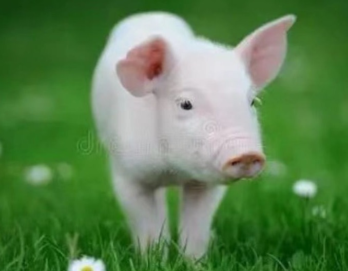 后备母猪驯化关键技术详解：打造高效繁殖力种群