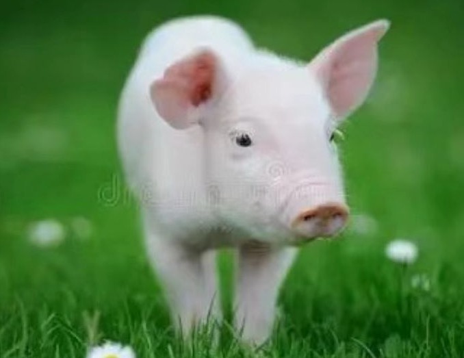 非瘟阳性猪场复养标准流程及时间规划