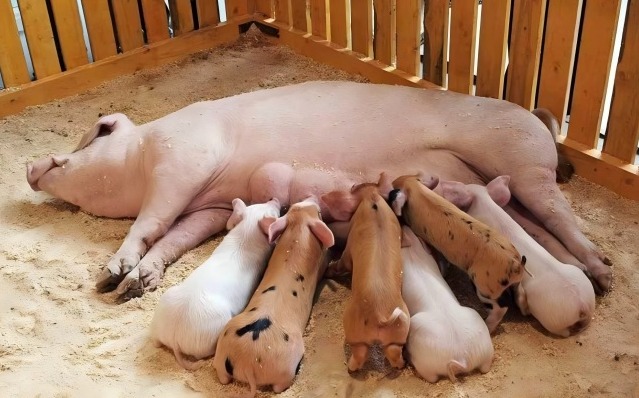 小苏打+自动喂料：母猪胀气防控的“黄金搭档”