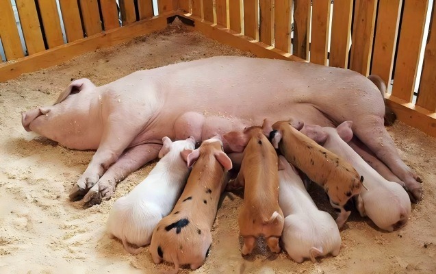 猪腹泻“幕后黑手”是谁？鉴别诊断全知晓