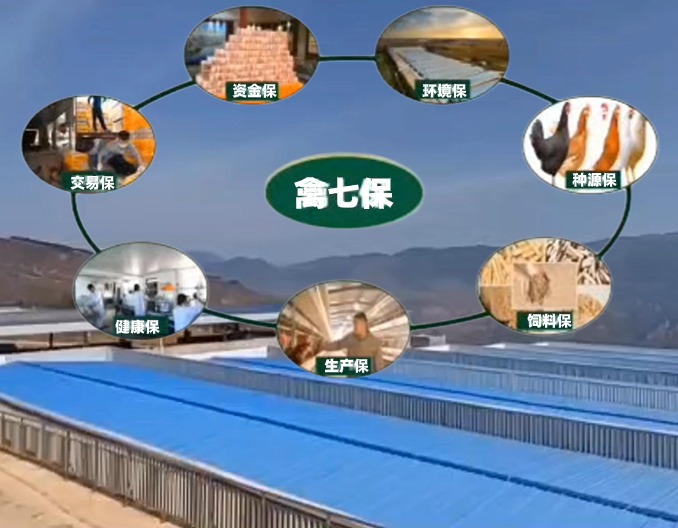 数据说养殖〡多案例实证 成都正大禽七保(六)