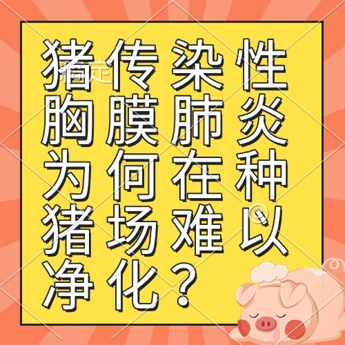 猪传染性胸膜肺炎为何在种猪场难以净化？
