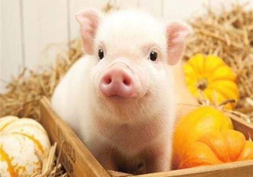 养猪用九招，盛夏不掉膘！
