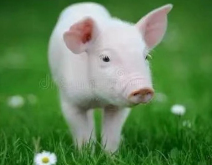      猪气喘病的有效治疗及预防