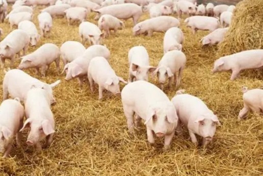 保育仔猪蓝耳病咋防治？疫苗该如何合理接种？