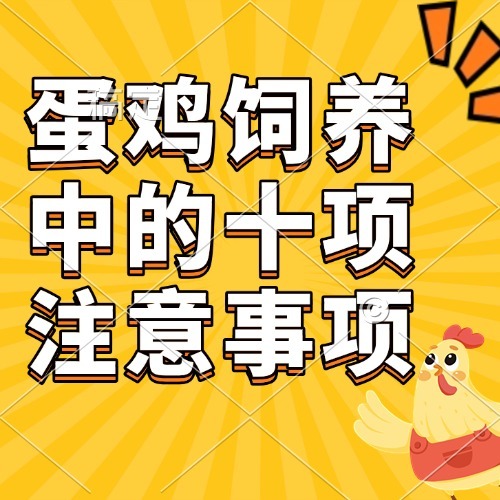 蛋鸡饲养中的十项注意事项