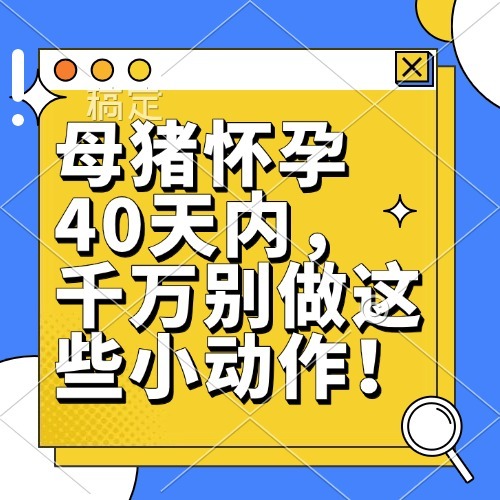 母猪怀孕40天内，千万别做这些小动作！