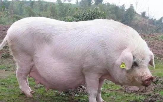 养猪小知识：哪些药不能给怀孕母猪用？