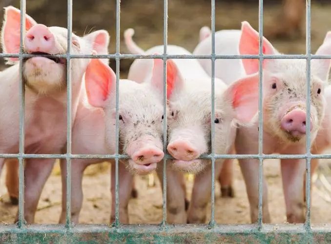 夏季断奶保育猪的管理要点