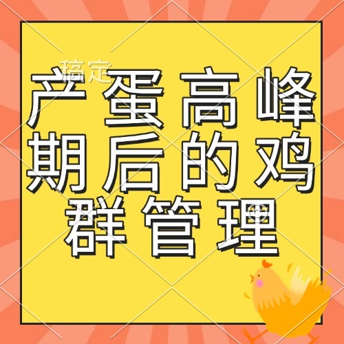 产蛋高峰期后的鸡群管理