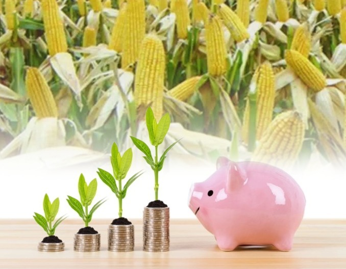 生猪市场走势增强〡玉米 鸡蛋