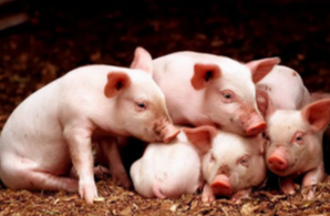 Sow Recommended Culling Plan