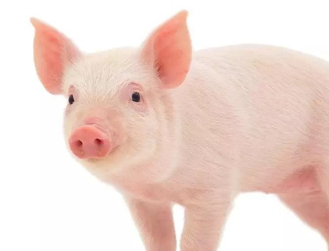 Pig Manure Management in Large-Scale Farms