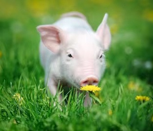 猪链球菌流行病学特征