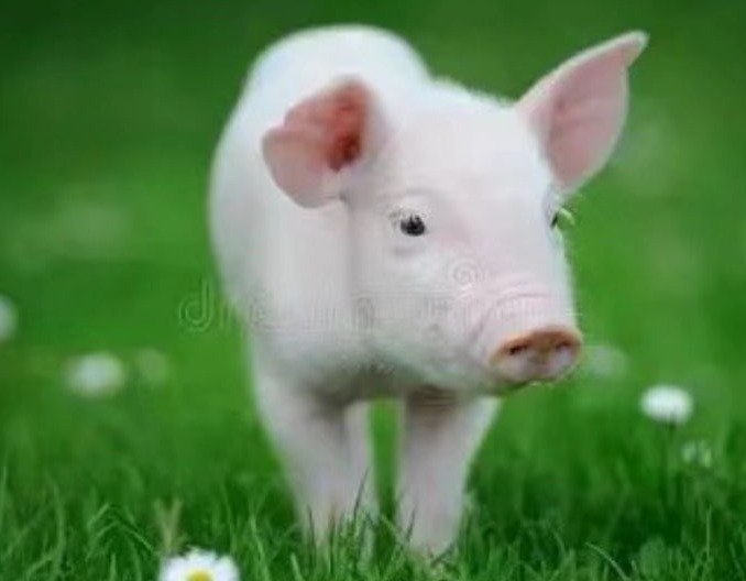  妊娠期弱仔形成的原因分析