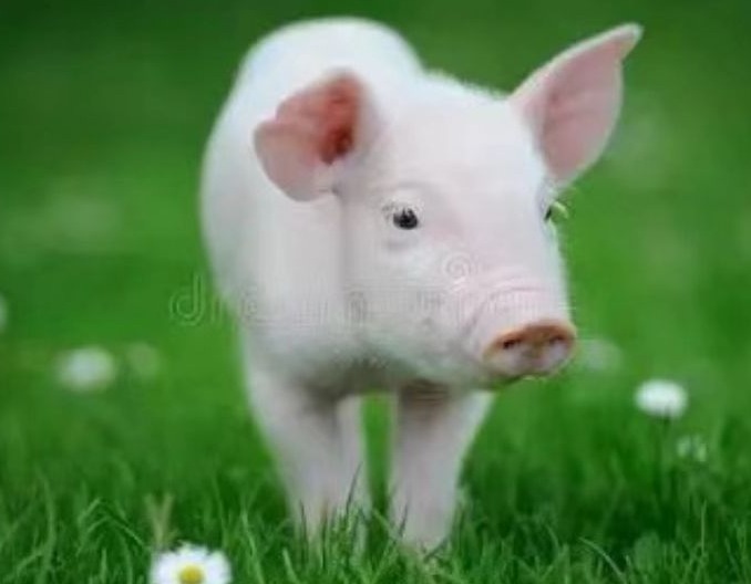  断奶仔猪负增重原因分析