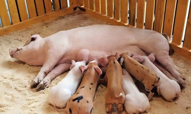 母猪产后为什么要保健？母猪产后保健药物选择的原则？