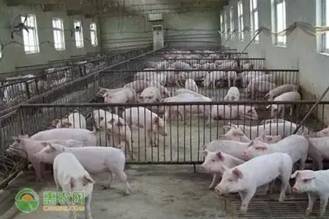 中小猪场建造与疫病防控