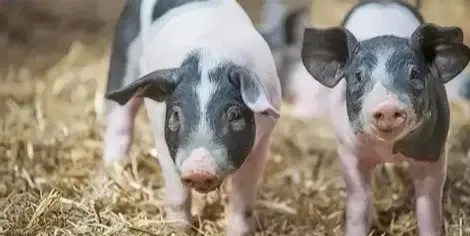 猪只常见腹泻发生机制和对应措施