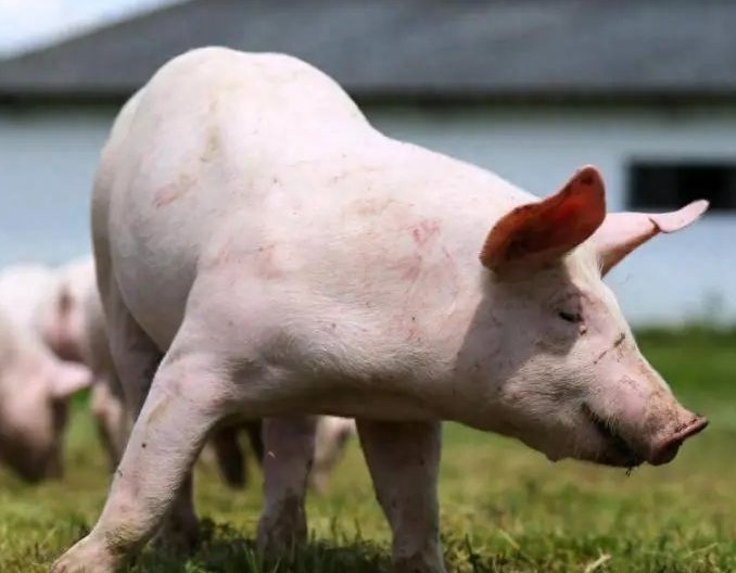 养猪如何快速提高出栏体重？掌握这 5 招，6 个月轻松多出栏 20 斤