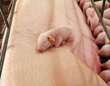 阿莫西林的增效技术，及7种联合用药的适应症是什么？