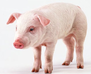 时间依赖、浓度依赖抗生素分类