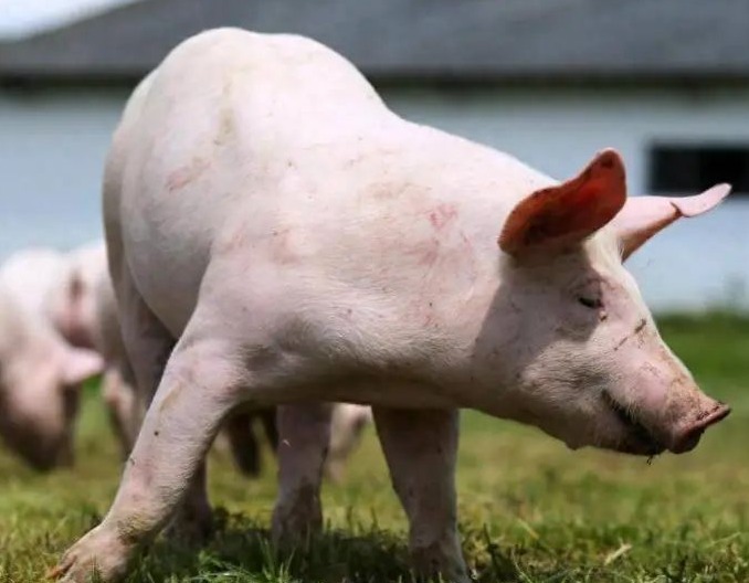 5月感染生猪14133头、病死2595头！养猪人注意，这一猪病正肆虐猪场