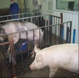 种公猪站——年轻公猪采精训练