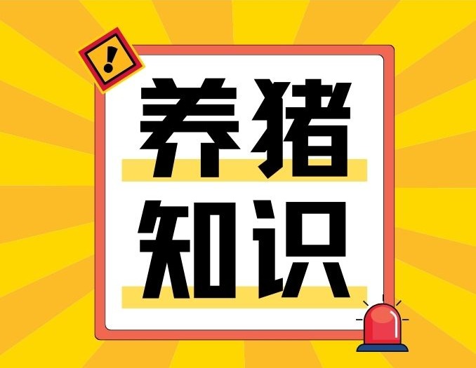 中小规模猪场降本增效的策略