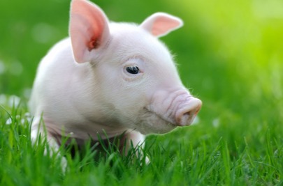 国资正全面进入养猪业！官方呼吁行业 “反内卷”，产能拐点要来了？