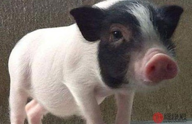 上半年生猪供需改善价格走势平稳，预计猪价第三季度有望反弹