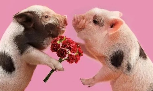 真神了，盐酸林可霉素在猪场的妙用！