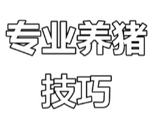 揪出猪场“三毒”，严守“四关”护猪群安康！