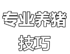 外购仔猪进场后7天内的管理，建议收藏！