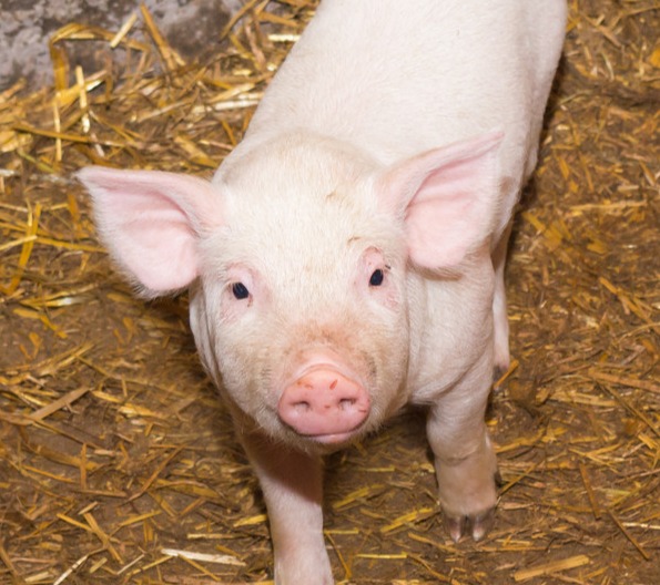 猪价利好来了！农业农村部：6月份全国5月龄以上的中大猪存栏量环比降0.8%