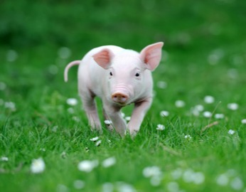 猪价“九连跌”！全国无一省上涨，供需失衡下短期颓势难改？附7月18日猪价预测。