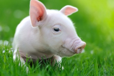 7月18日全国生猪价格——猪价重心逐步下移，何时才能突破困境？