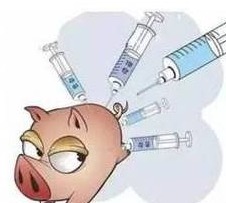 打口蹄疫疫苗前的关键准备：消除亚健康，降低风险