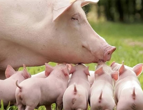夏季母猪受胎率低的原因及预防措施