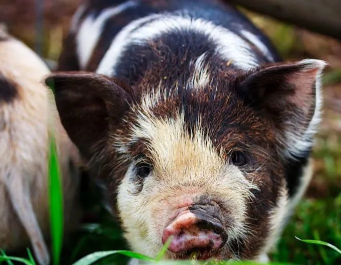 突发！国家统计局重磅预警！生猪市场要变天？权威专家推演：2025猪价可能下行10%-20%！