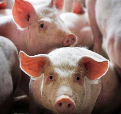 仔猪渗出性皮炎的综合防控策略