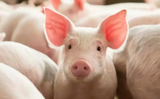 猪感冒与猪流感的鉴别及综合防治方案