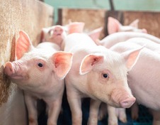 保育仔猪咬尾的原因及综合解决方案