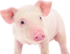 涨跌调整！【明天猪价】7月22日全国猪价涨跌表！