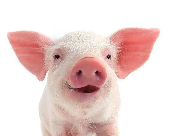 猪价震荡调整！7.22明日猪价早知道,7.22全国最新猪价信息