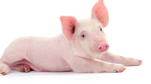 最新！农业农村部：7、8月份生猪出栏量将减少，有利于猪价稳定和盈利